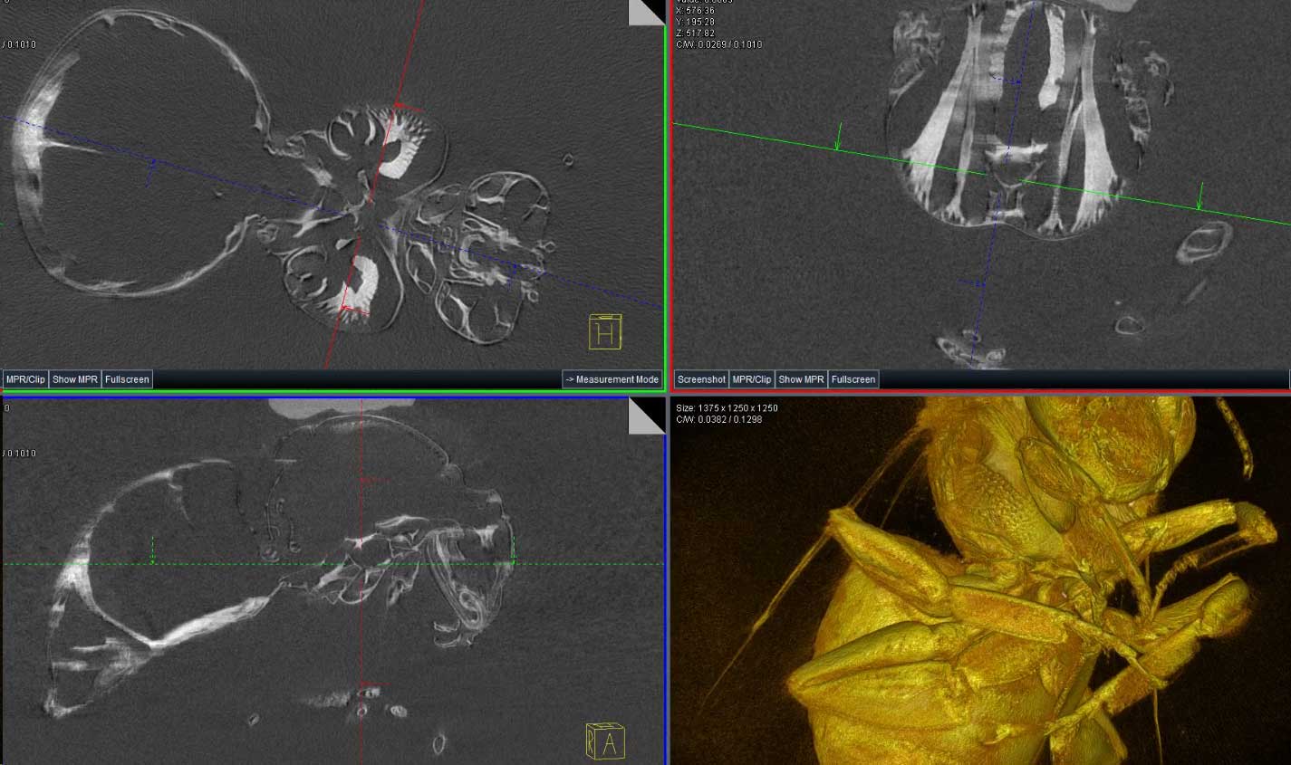 黄蜂的X-ray检测影像
