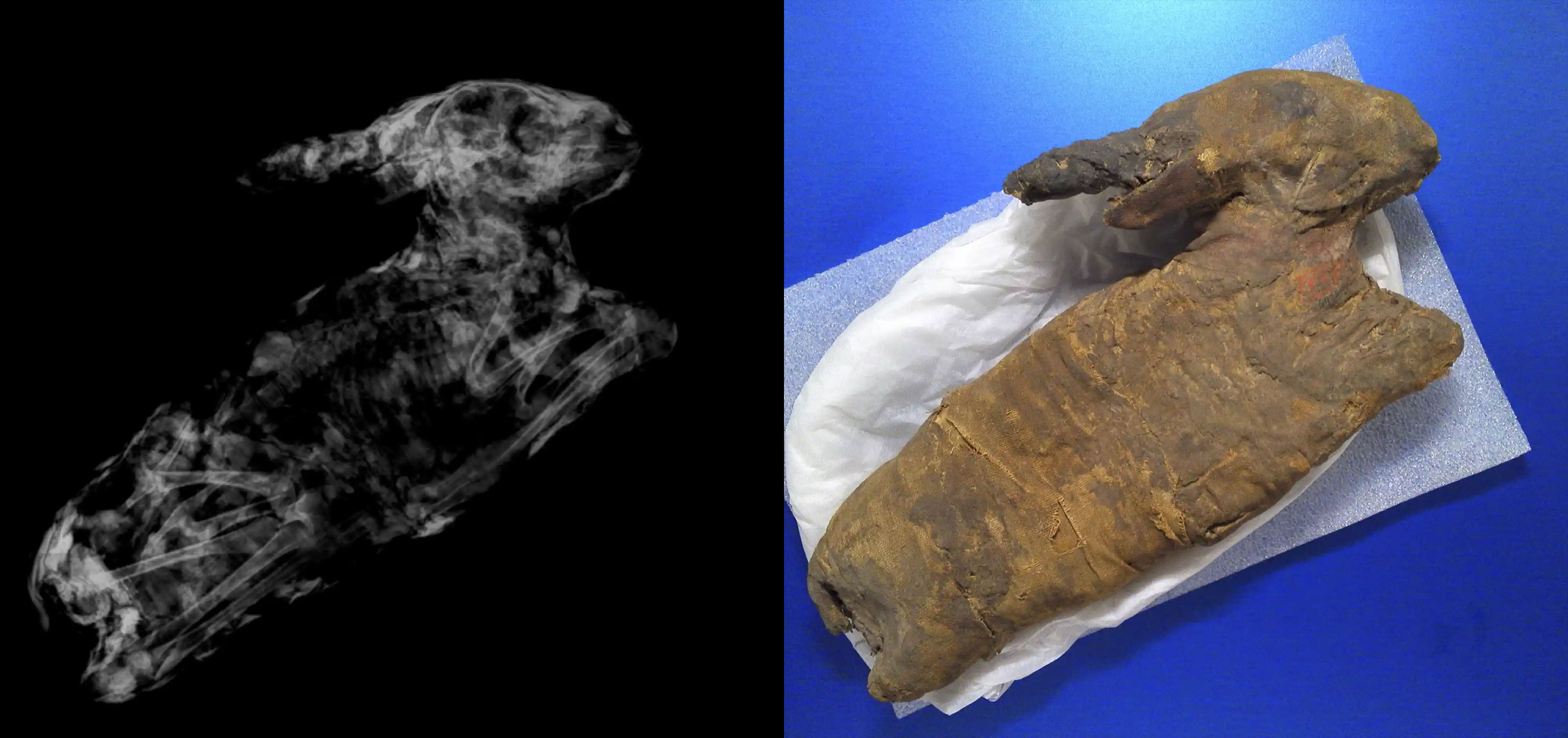 某类文物鉴定-Xray