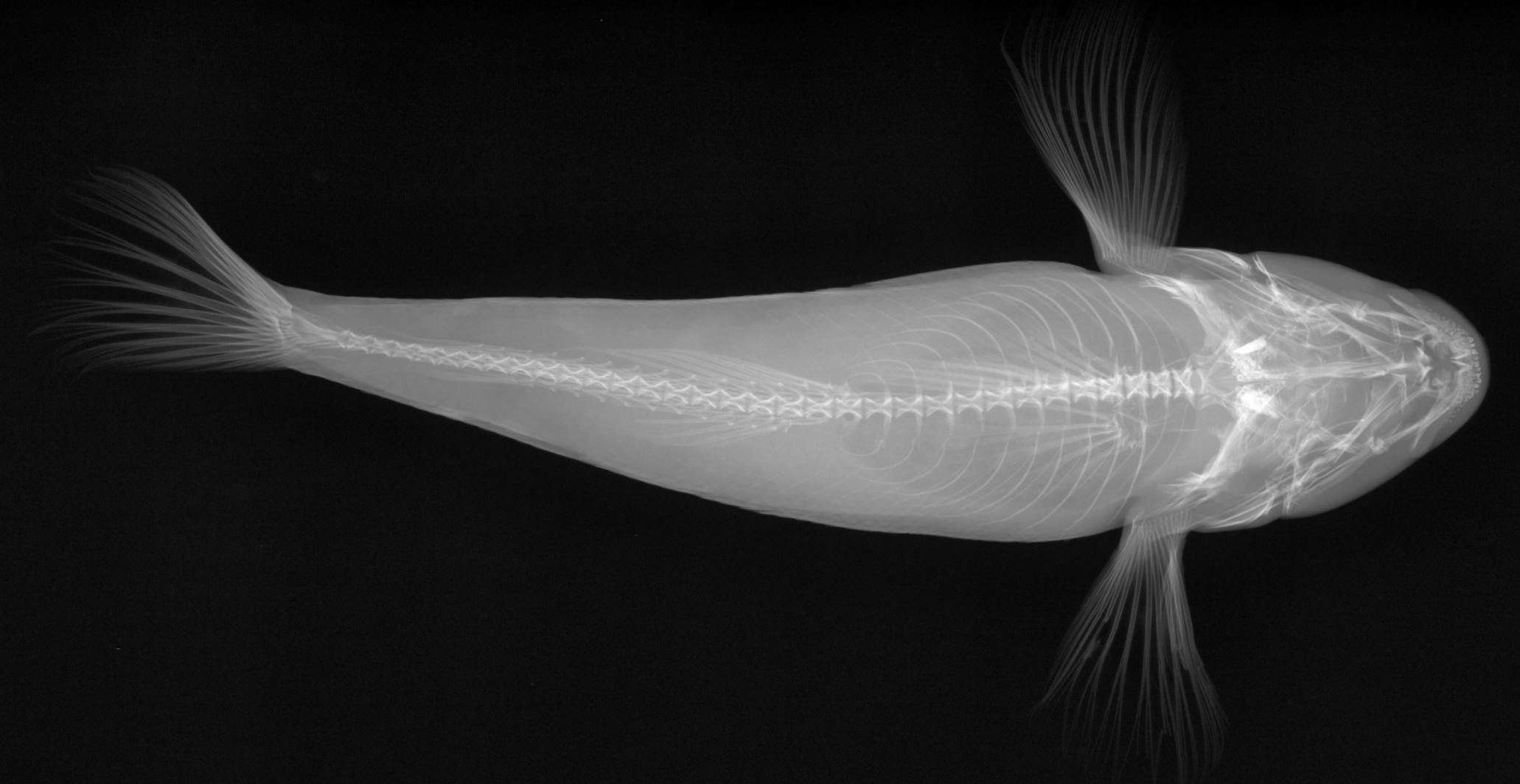 鱼-xray检测影像